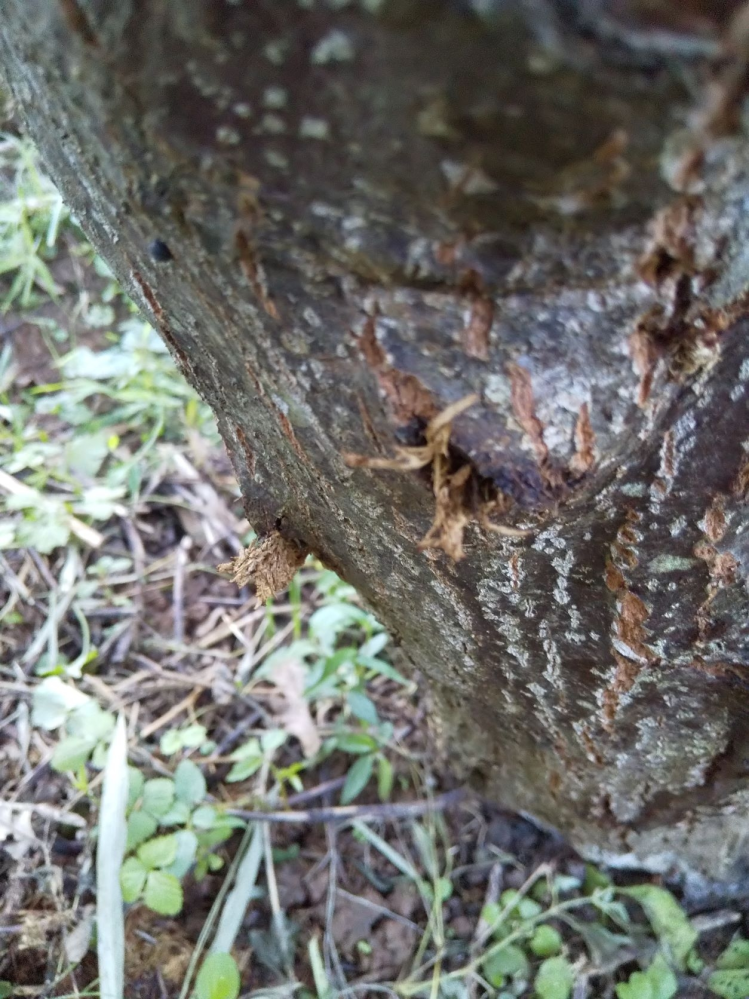 栗の木の害虫について教えてください。添付画像の様な害虫が栗の... - Yahoo!知恵袋