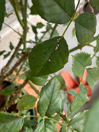 お世話になります バラの葉に虫がくったような跡を見つけました 穴が空い Yahoo 知恵袋