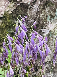 この花の名前わかりましたら教えてください ギボウシの一種ですね H Yahoo 知恵袋