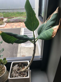 ゴムの木フィカスオードリーを迎えました 花屋の日の当たらない棚の奥に置 Yahoo 知恵袋