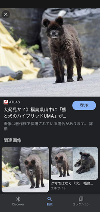 悲報 福島県の山中の天栄村で 熊と犬のハイブリッド種が発見された こん Yahoo 知恵袋