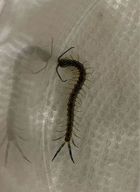 ムカデを飼っているのですが 2センチくらいの幼虫です霧吹きの頻 Yahoo 知恵袋