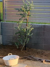 剪定について 最近 パールアカシアを地植えしました 下側の枝 Yahoo 知恵袋