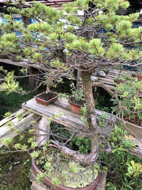 何の盆栽なんでしょうか ２年ほど水やりだけしていた状態です Yahoo 知恵袋