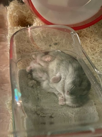 大至急教えてください ハムスターを埋葬した鉢にジュリアンという花を Yahoo 知恵袋