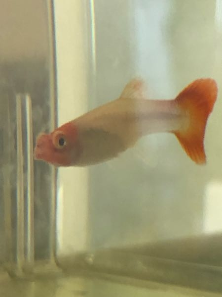 95%OFF! メダカ グッピー えさ 天然オキアミミール粉末 100g 稚魚〜成魚 天然オキアミ アスタキサンチン 小粒 クリックポスト送料無料 primashop.id 95%OFF! メダカ グッピー えさ 天然オキアミミール粉末 100g 稚魚〜成魚 天然オキアミ アスタキサンチン 小粒 クリックポスト送料無料 primashop.id