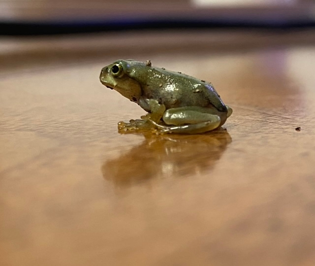 亀を室内から屋外に飼育したいのですが何か注意したりすることは Yahoo 知恵袋