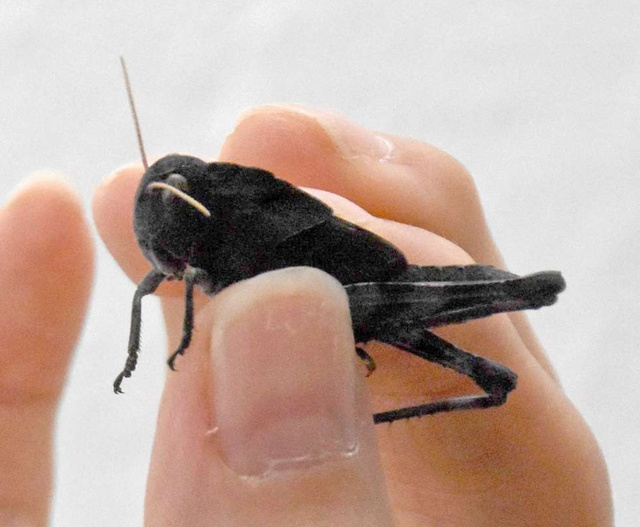 鹿児島で漆黒のバッタが見つかりましたね ほんと 仮面ライダー Yahoo 知恵袋