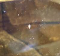 どんぶり金魚っていう金魚の飼い方があるそうですね エアーポンプ Yahoo 知恵袋
