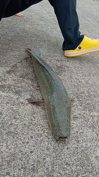 お聞きします 浜名湖松見ヶ裏周辺のチヌは刺身では食べられないのでしょうか 教 Yahoo 知恵袋
