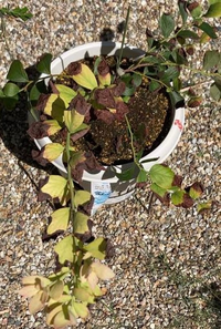 ブルーベリーの葉の先が枯れ 新芽 が黄色いです 原因は何でしょうか 土 Yahoo 知恵袋