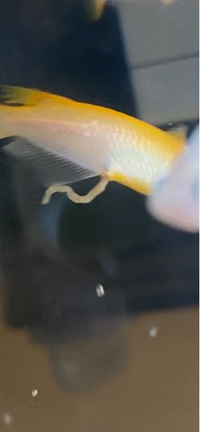 メダカから出てる白い糸がなにか分かりません 糞なのか寄生虫な Yahoo 知恵袋