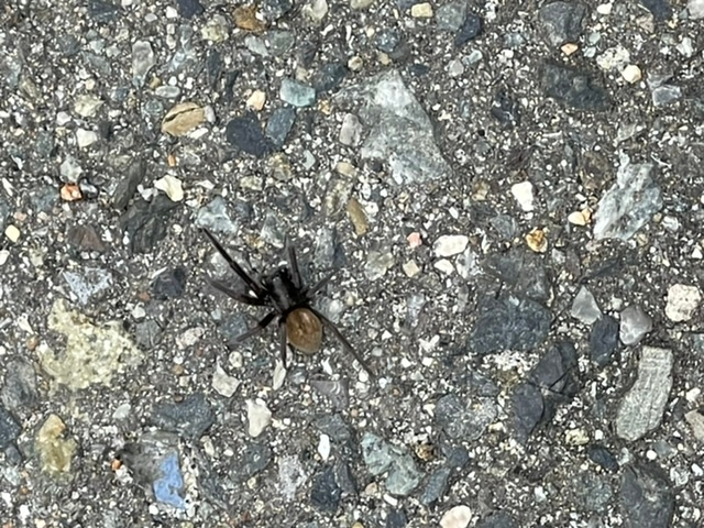 背景がコンクリートで見えにくいんですが この蜘蛛の種類分かる方いらっし Yahoo 知恵袋