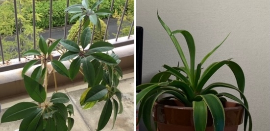 この2つの植物の名前を教えてほしいです よろしくお願いします Yahoo 知恵袋