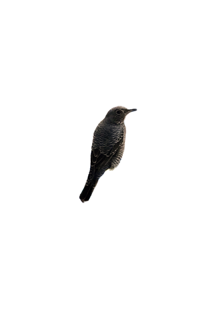 現在一緒に暮らしている白文鳥 オス 生後1年半程 についてです 動物病院に預 Yahoo 知恵袋