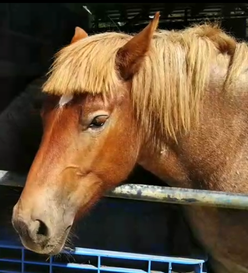 この馬の表情は怒っている、警戒している感じでしょうか？ 先日牧場に行き、馬と結構近い位置で写真を撮ったのですが、後から写真を見返すと、耳を伏せているような感じに見えます。 もし嫌だったら馬に悪いことをしてしまいました…