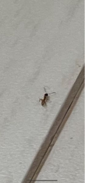 部屋に出る小さな虫について教えて下さい 最近家に画像の小さな虫が沢山発 Yahoo 知恵袋