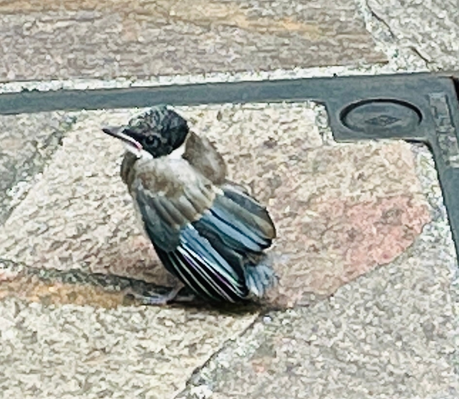 この鳥は何ていう鳥ですか オナガの雛でしょう Yahoo 知恵袋