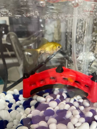 金魚が1匹だけ夜に水面をぱくぱくする原因 四日前くらいに金魚 Yahoo 知恵袋