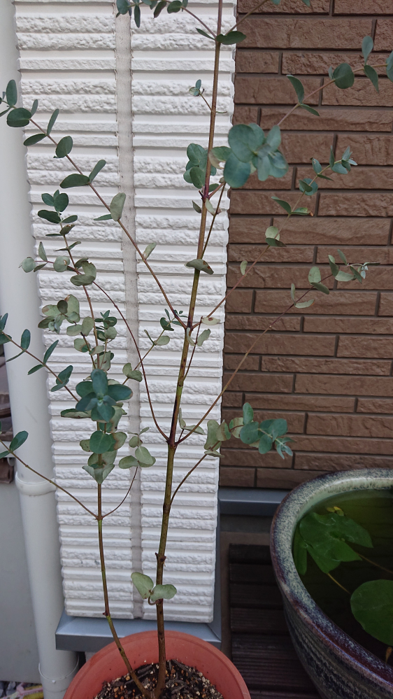 高さが40cmくらいの鉢植えのオリーブの葉先が枯れる葉がパラパラあります Yahoo 知恵袋