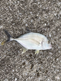 この魚の名前 正式名称 はなんですか 俗にメッキと呼ばれるようですが Yahoo 知恵袋