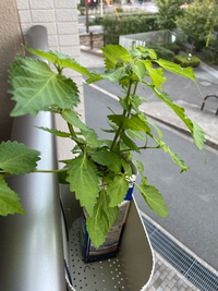 家庭菜園シソの栽培や シソに詳しい人 今年 初めて牛肉パック Yahoo 知恵袋