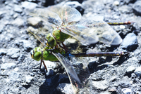 アザミの英語名で正しいのはティスルですか それともシスルですか Yahoo 知恵袋