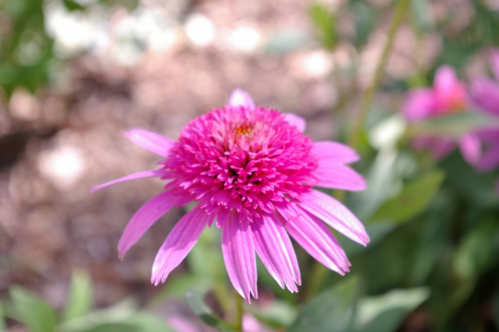この花の名前を教えてください エキナセアのピンク種です Yahoo 知恵袋