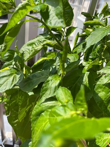 育てている唐辛子について 冬から春に 珍しい唐辛子を育ててみ Yahoo 知恵袋