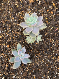 多肉植物を地植え花壇に移したのですが 名前が分からなくなってしまいまし Yahoo 知恵袋
