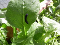 ベランダ菜園の害虫の駆除について 今年の春からベランダ菜園を Yahoo 知恵袋