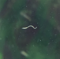 お世話になります 淡水エビ専用水槽に今朝 泳いでました 嘴と消化器官の Yahoo 知恵袋