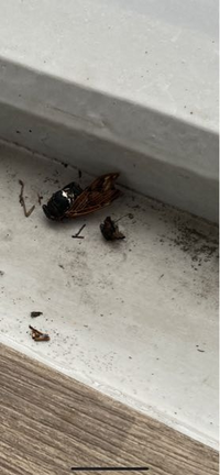 失礼します これは何蛾ですか 家の外の壁にいました ク Yahoo 知恵袋