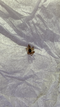 この蜘蛛は何か分かりますか マダラヒメグモです 斑紋には変異があ Yahoo 知恵袋