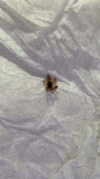 この蜘蛛は何か分かりますか マダラヒメグモです 斑紋には変異があ Yahoo 知恵袋