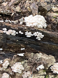 ナラの木だと思うのですが倒木に着いていました きのこの名前が Yahoo 知恵袋