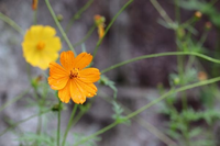 このオレンジ色 の花の名前を教えてください キバナコスモ Yahoo 知恵袋