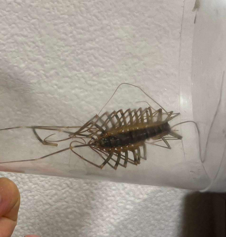 マンディブラデスフタマタクワガタの寿命と国産オオクワガタの寿命を教 Yahoo 知恵袋