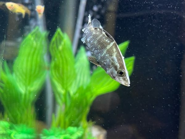 ご教示ください アカメの幼魚を飼い始め2日です 朝はなかった Yahoo 知恵袋