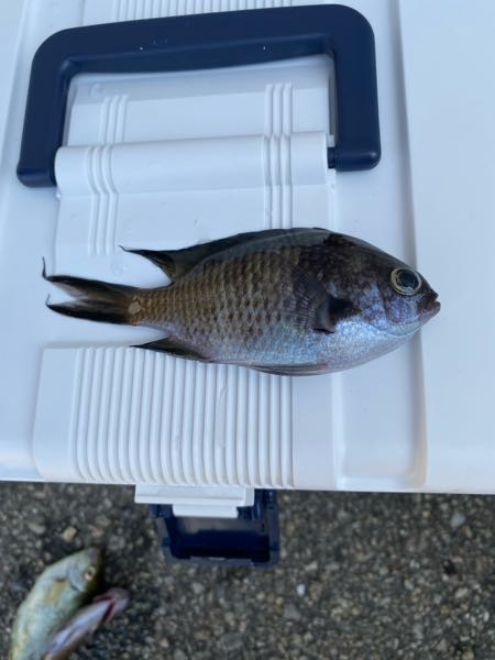 保冷剤で 小さい魚を釣ったときの氷締めに使えないでしょうか 使用す Yahoo 知恵袋