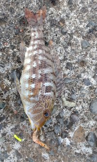 この魚は何という魚かわかりますか 初島で釣れました Yahoo 知恵袋