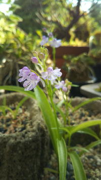 この花の名前教えて下さい これは ウチョウラン の系統だね Yahoo 知恵袋