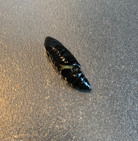 この虫は何でしょうか スーパーで買ったパクチーの中で見つけたのです Yahoo 知恵袋