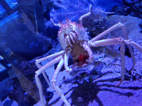 カニに関してなのですが 先日水族館に行ったらカニが中蓋 を開けてました Yahoo 知恵袋