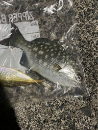 この魚はなんていう魚ですか メジナ Yahoo 知恵袋