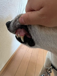 至急です 昨日犬が玉ねぎを食べたかも知れなくて 特に症状は出て 教えて しごとの先生 Yahoo しごとカタログ