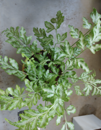 この植物の名前はなんでしょうか 観葉植物で画像検索しても 分 Yahoo 知恵袋