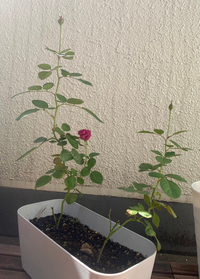 ミニバラの剪定についてガーデニング初心者です 写真の2株の剪 Yahoo 知恵袋