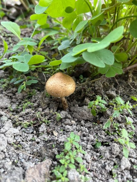 農業の農作物の質問です 地理の資料集にやせ地の多いドイツ北部ではライ麦の栽培が Yahoo 知恵袋