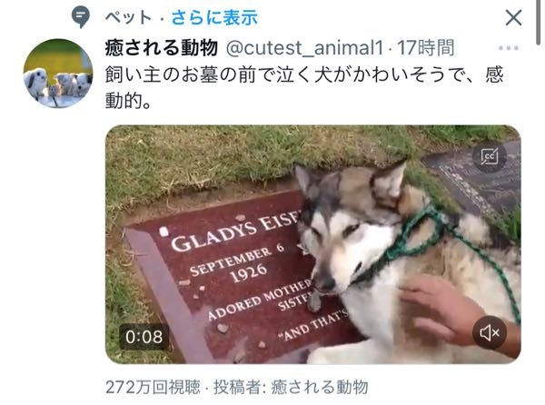 犬って泣くんですか Yahoo 知恵袋